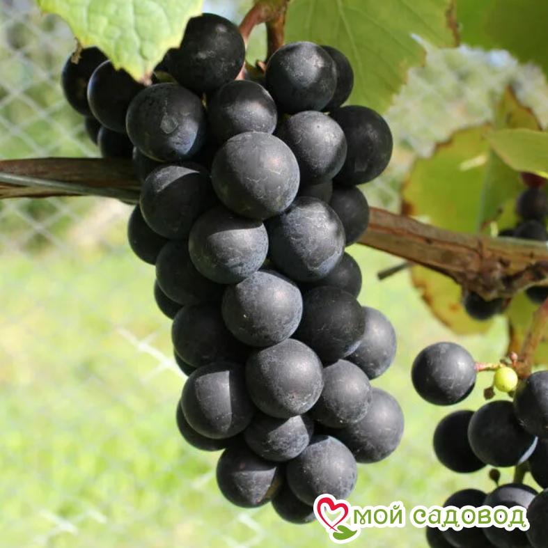 Виноград Мускат Блау - 1 ₽