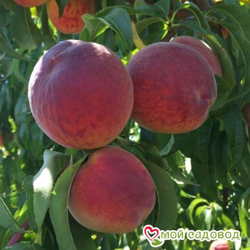 Персик Кардинал