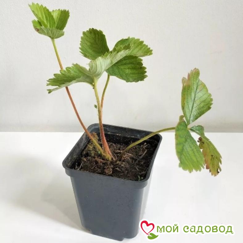 Клубника Гирлянда